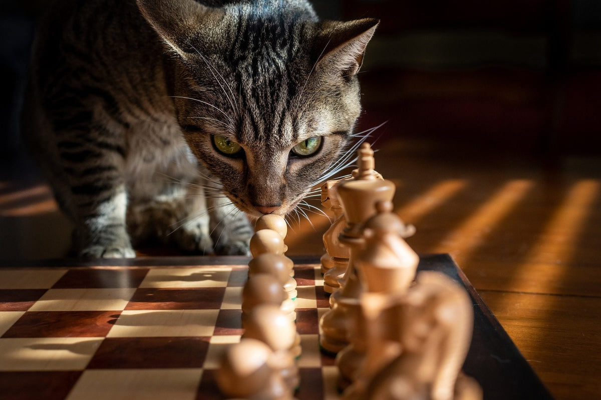 Chess Pieces Names and Moves